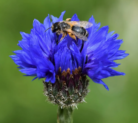Wildbiene und Wildstaude sind perfekt aufeinander abgestimmt &copy; BUND Soest/Welver